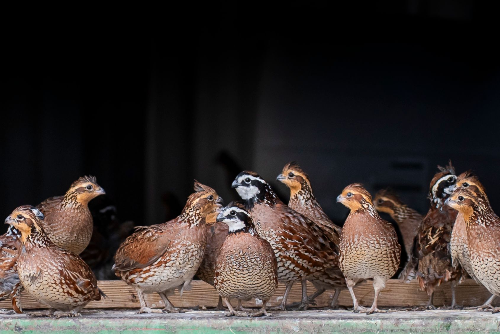 Multiple quail